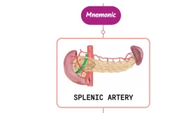 Splenic Artery – Mnemonic [ NEVER FORGET AGAIN ]