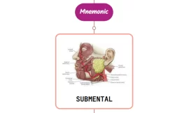 Submental Artery Mnemonic [ NEVER FORGET AGAIN ]