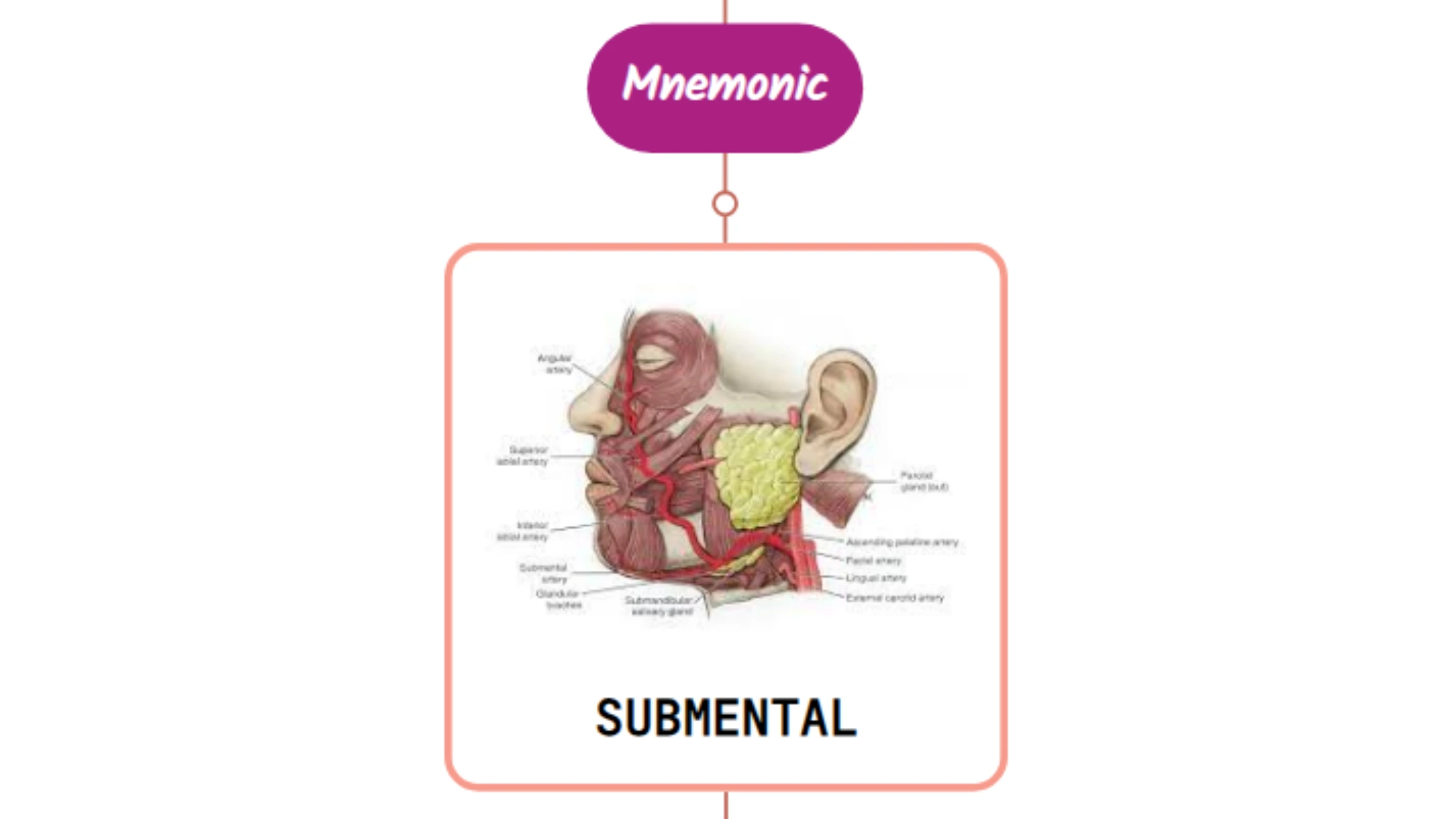 You are currently viewing Submental Artery Mnemonic [ NEVER FORGET AGAIN ]