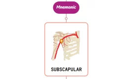 Subscapular Artery – Mnemonic