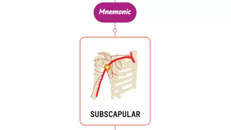 Read more about the article Subscapular Artery – Mnemonic