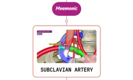Subclavian Artery – Mnemonic