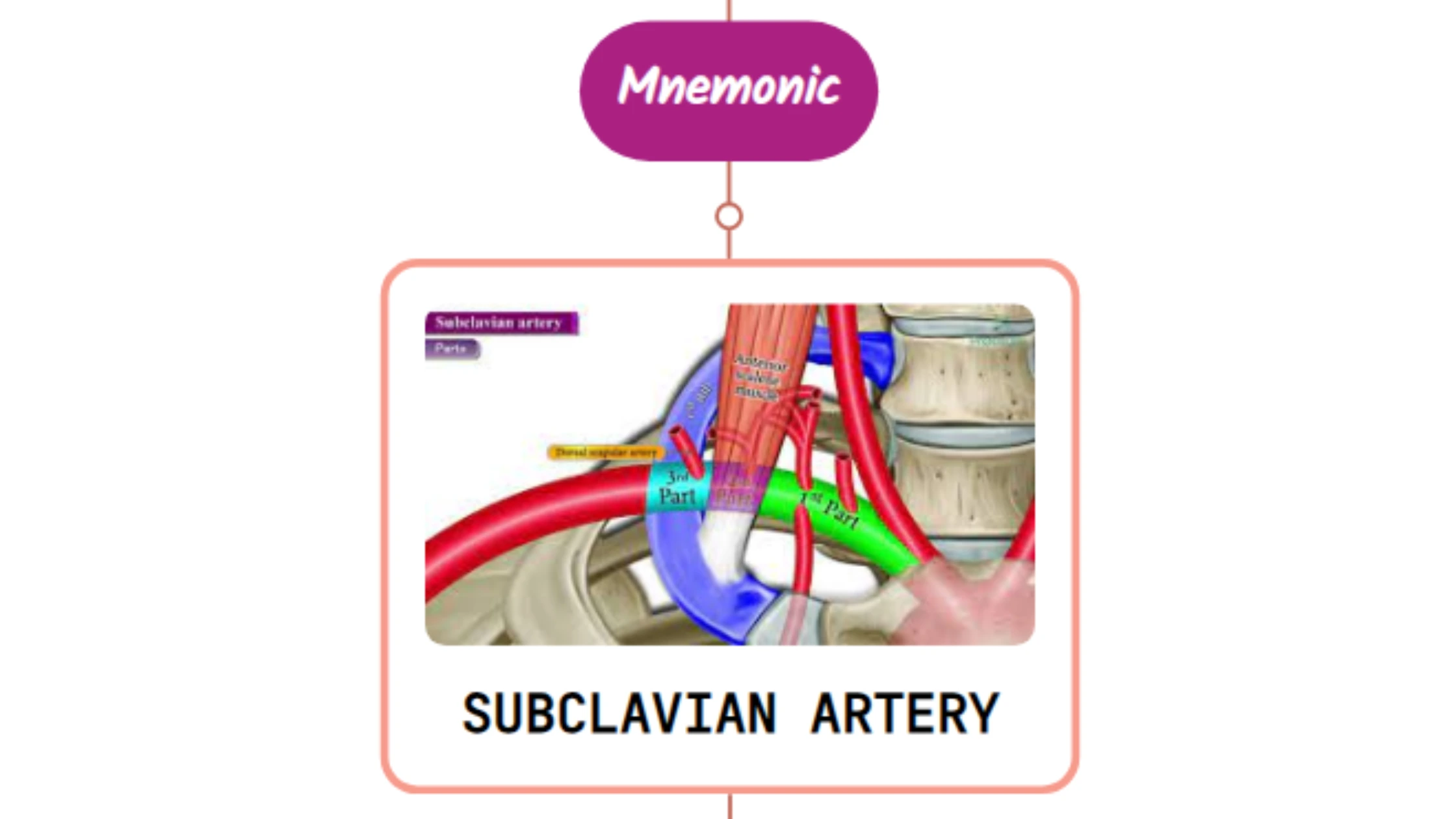 You are currently viewing Subclavian Artery – Mnemonic