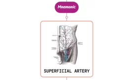 Superficial Epigastric Artery- Mnemonic [ NEVER FORGET AGAIN ]