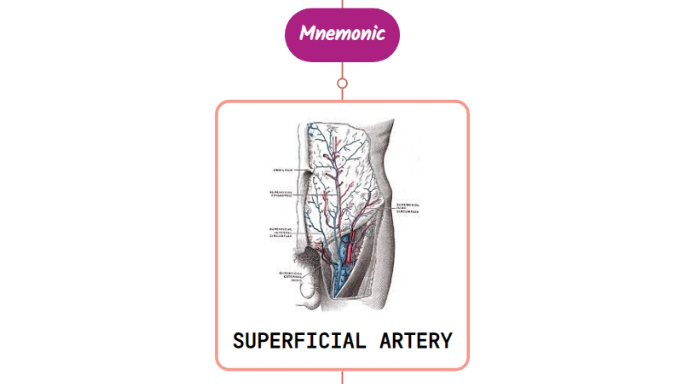 You are currently viewing Superficial Epigastric Artery- Mnemonic [ NEVER FORGET AGAIN ]
