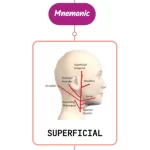 Read more about the article Superficial Temporal Artery Mnemonic [ NEVER FORGET AGAIN ]