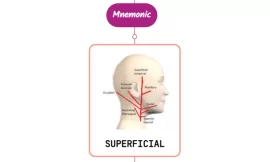 Superficial Temporal Artery Mnemonic [ NEVER FORGET AGAIN ]
