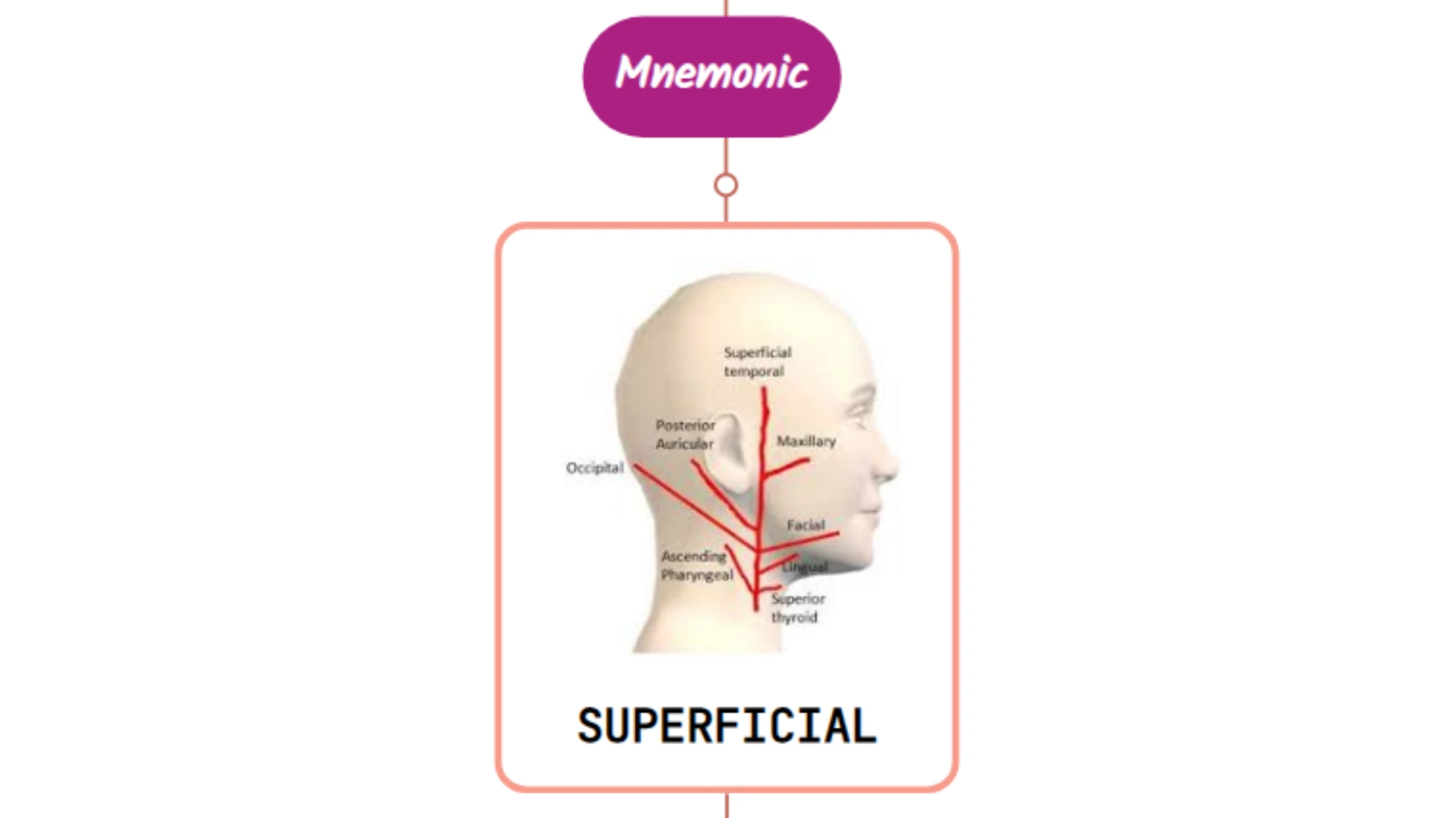You are currently viewing Superficial Temporal Artery Mnemonic [ NEVER FORGET AGAIN ]