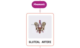 Superior Gluteal Artery- Mnemonic [ NEVER FORGET AGAIN ]