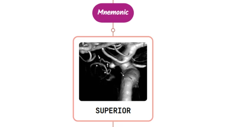 Read more about the article Superior Hypophyseal Artery Mnemonic ⚡NEVER FORGET⚡