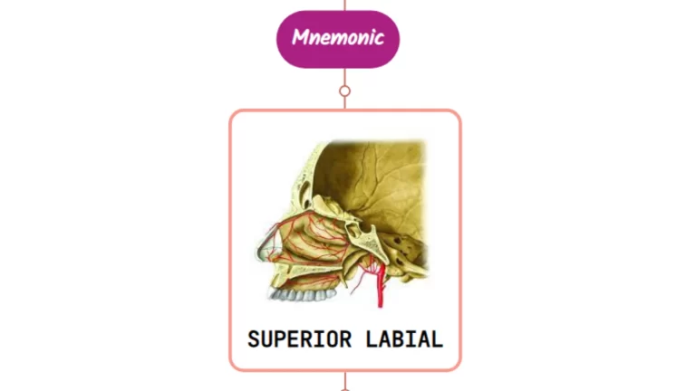 Read more about the article Superior Labial Artery Mnemonic [ NEVER FORGET AGAIN ]