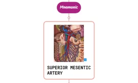 Superior Mesenteric Artery – Mnemonic [ NEVER FORGET AGAIN ]