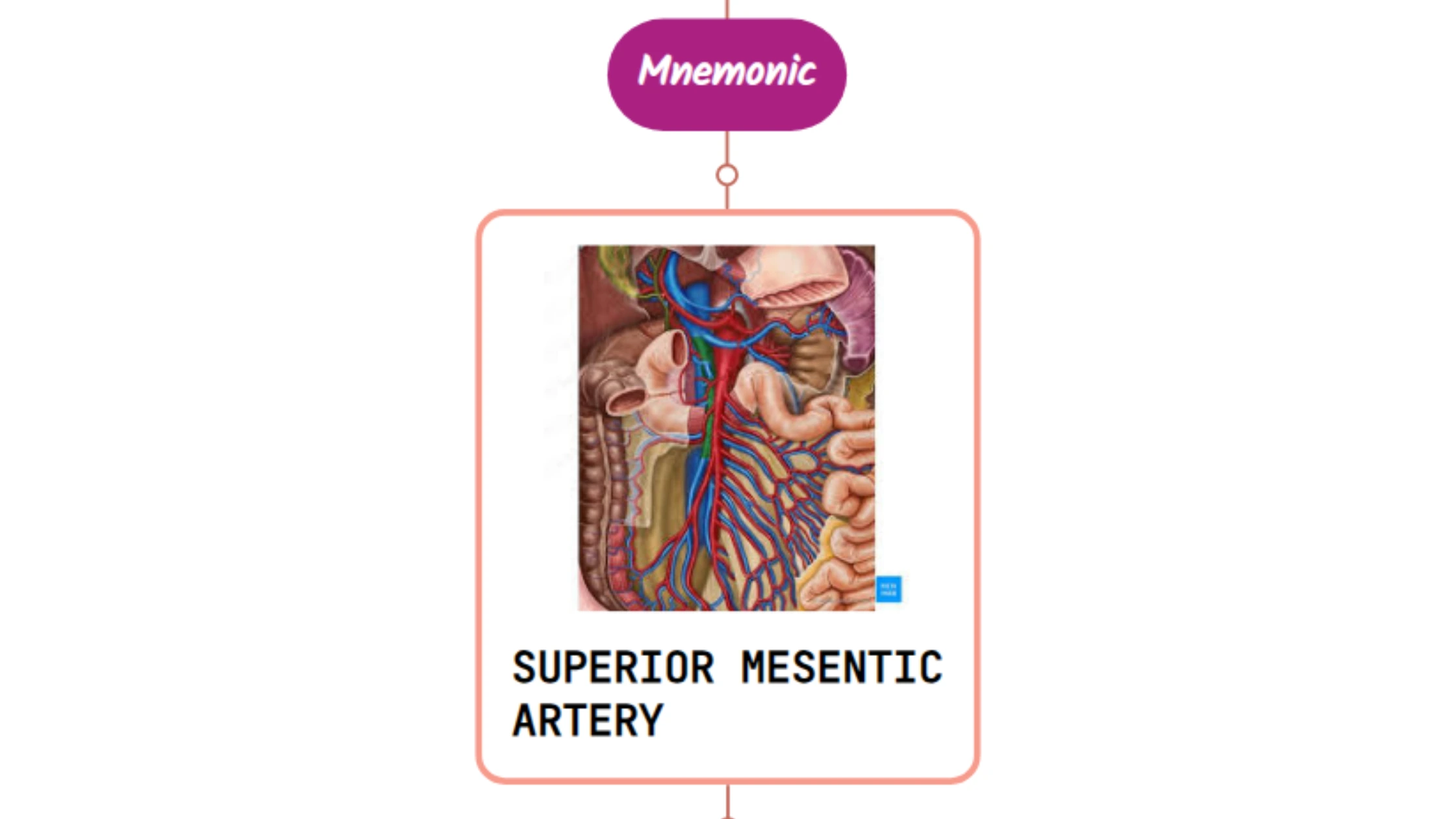 You are currently viewing Superior Mesenteric Artery – Mnemonic [ NEVER FORGET AGAIN ]