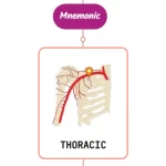 Read more about the article Superior Thoracic Artery Mnemonic ⚡NEVER FORGET⚡