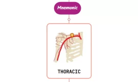 Superior Thoracic Artery Mnemonic ⚡NEVER FORGET⚡