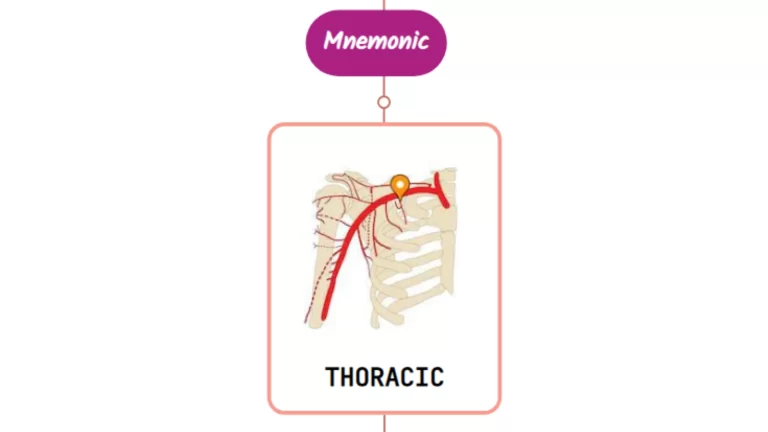 Read more about the article Superior Thoracic Artery Mnemonic ⚡NEVER FORGET⚡