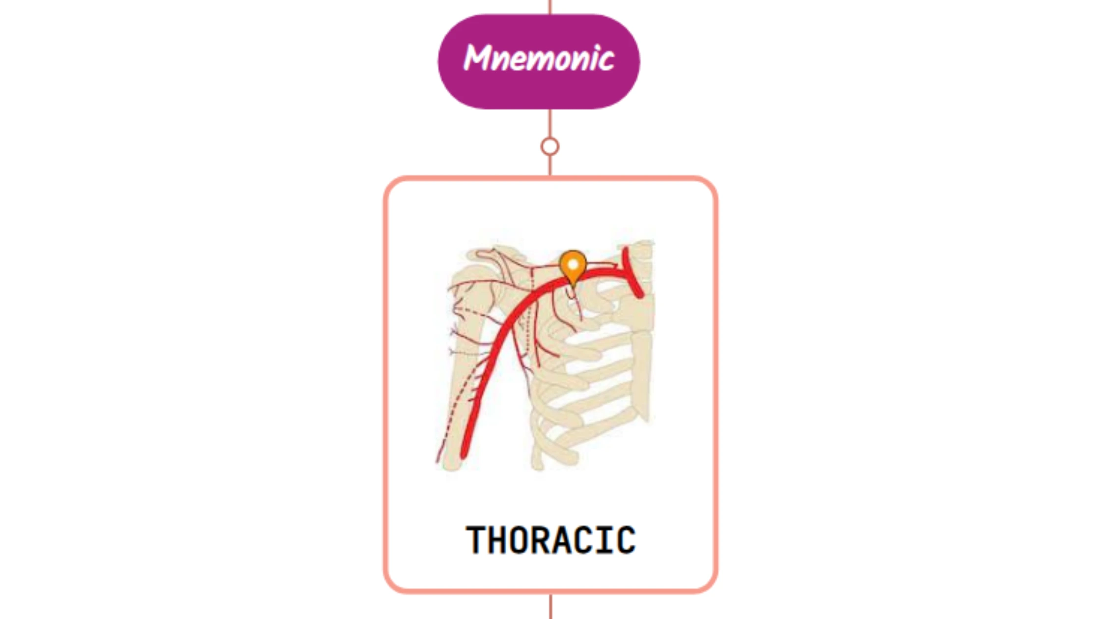 You are currently viewing Superior Thoracic Artery Mnemonic ⚡NEVER FORGET⚡