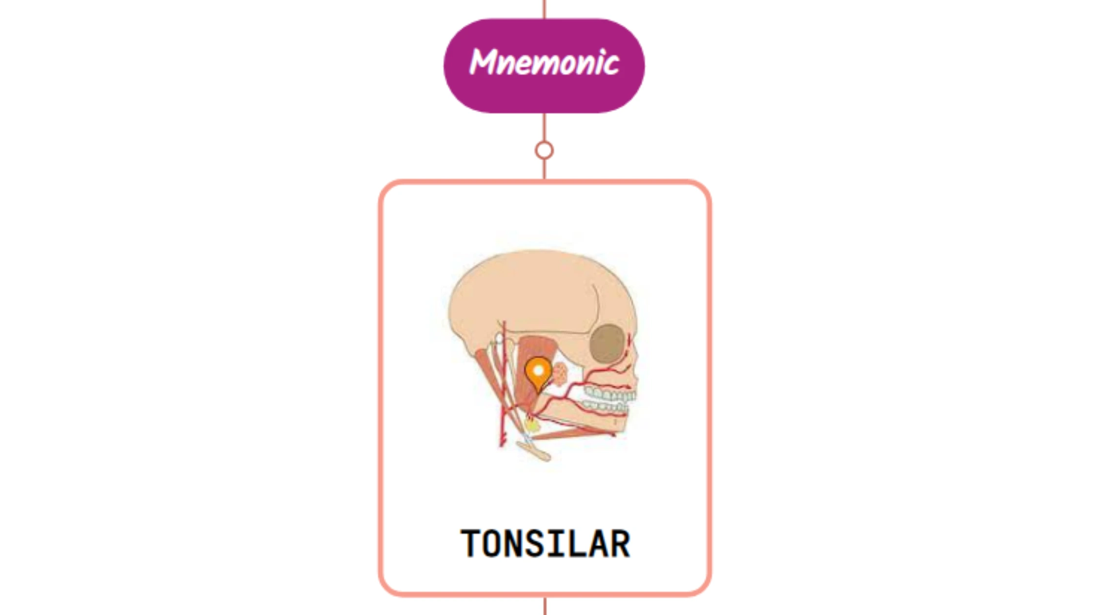 You are currently viewing Tonsillar Branch Of Facial Artery Mnemonic [ NEVER FORGET AGAIN ]