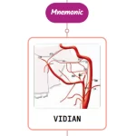 Read more about the article Vidian Artery Mnemonic ⚡NEVER FORGET⚡