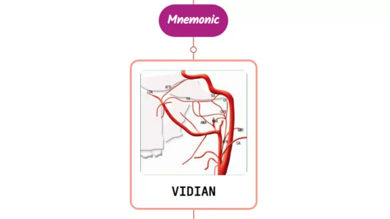 Read more about the article Vidian Artery Mnemonic ⚡NEVER FORGET⚡