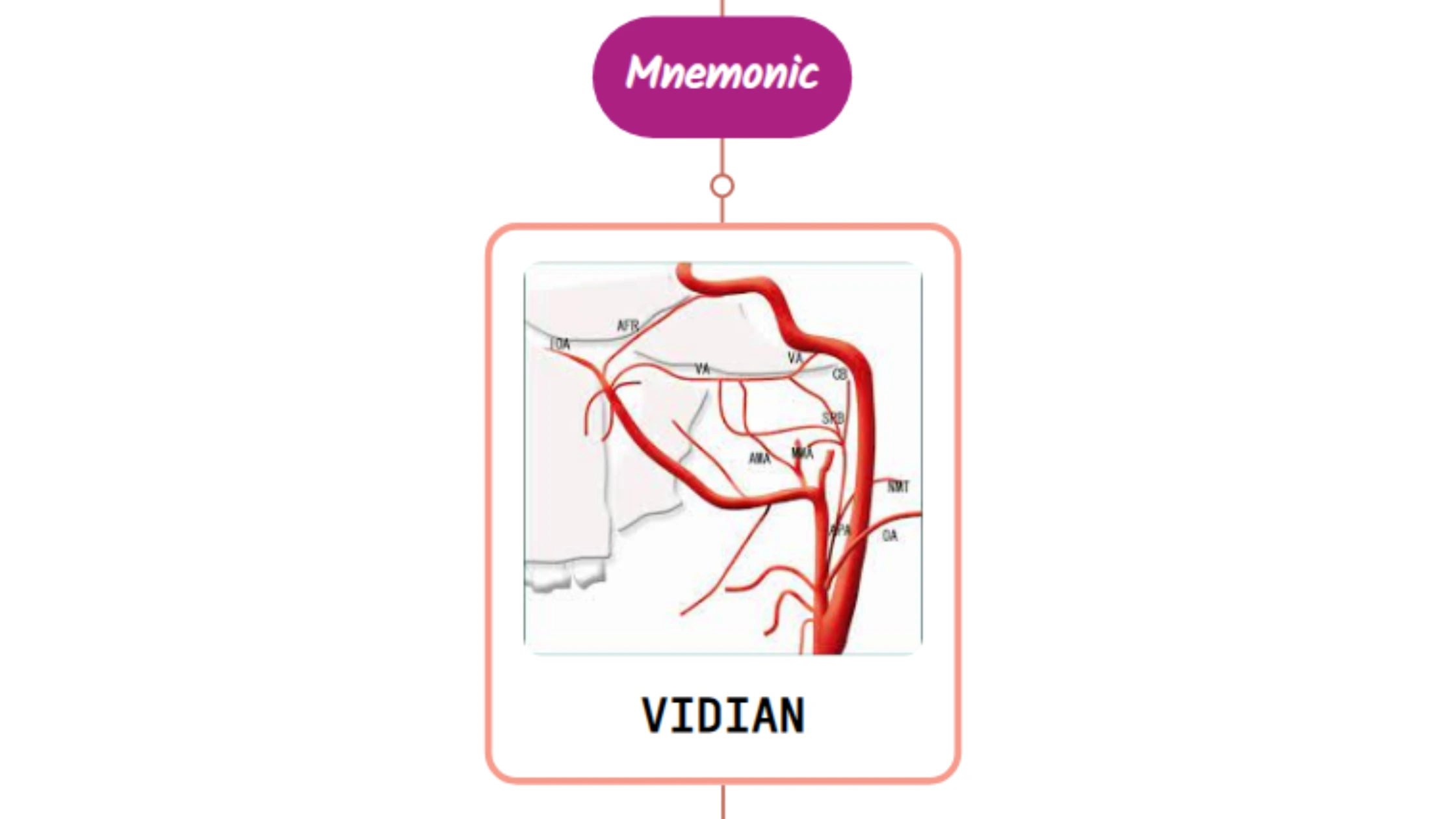 You are currently viewing Vidian Artery Mnemonic ⚡NEVER FORGET⚡